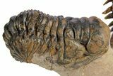 Pair of Crotalocephalina Trilobite Fossils - Lghaft, Morocco #250011-7